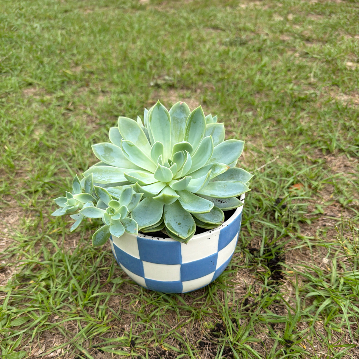 Photo of the plant species Echeveria Hybrid by @WillinglyFord30 named Blue on Greg, the plant care app