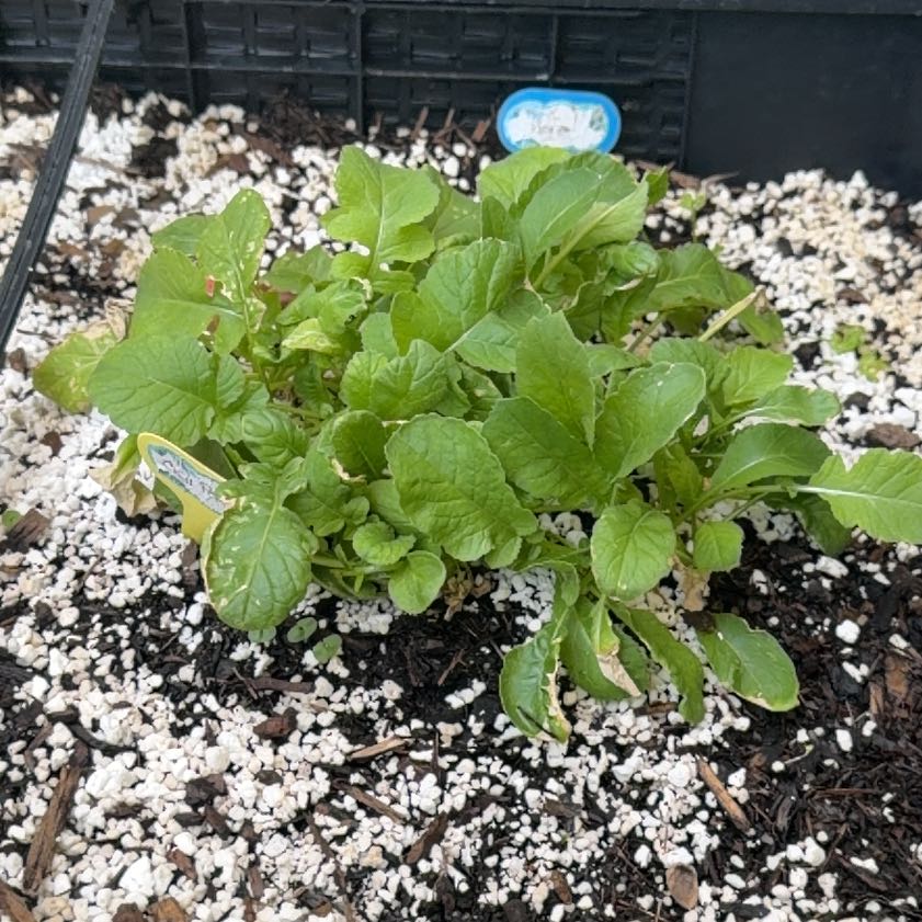 Photo of the plant species Cultivated Radish by @BeefyCodiaeum73 named Sigmund on Greg, the plant care app