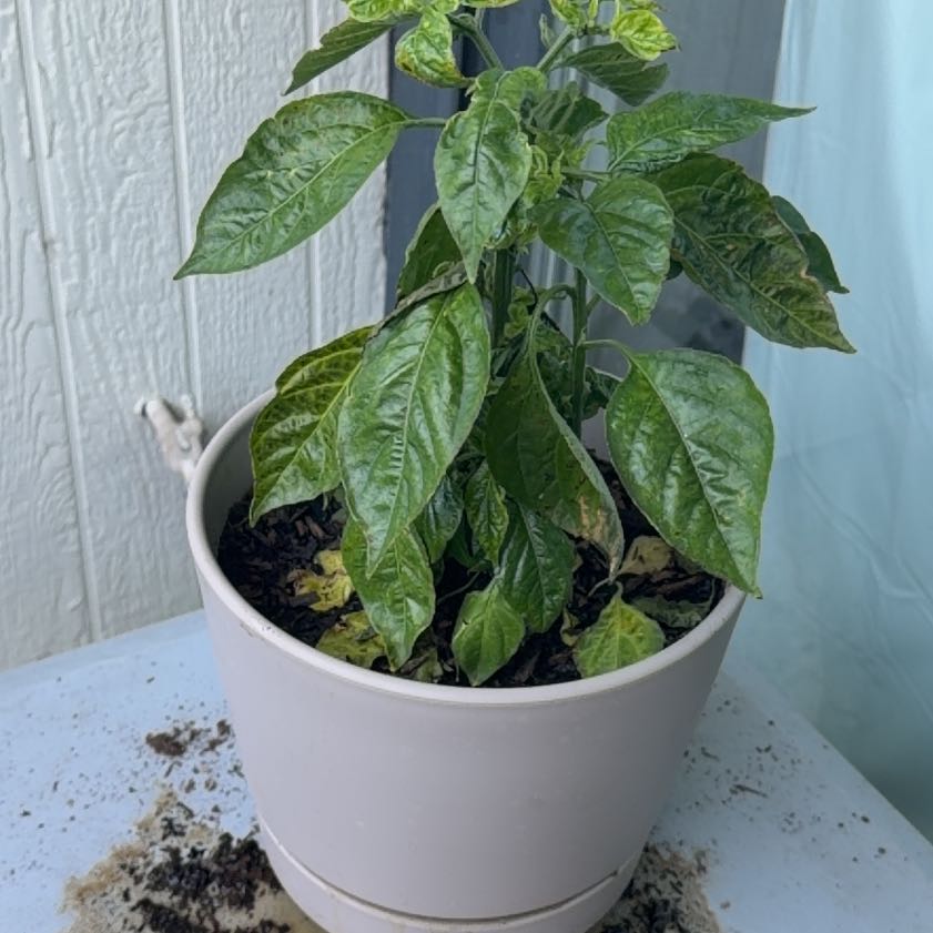 Photo of the plant species Habanero Pepper by @BeefyCodiaeum73 named Dolores on Greg, the plant care app