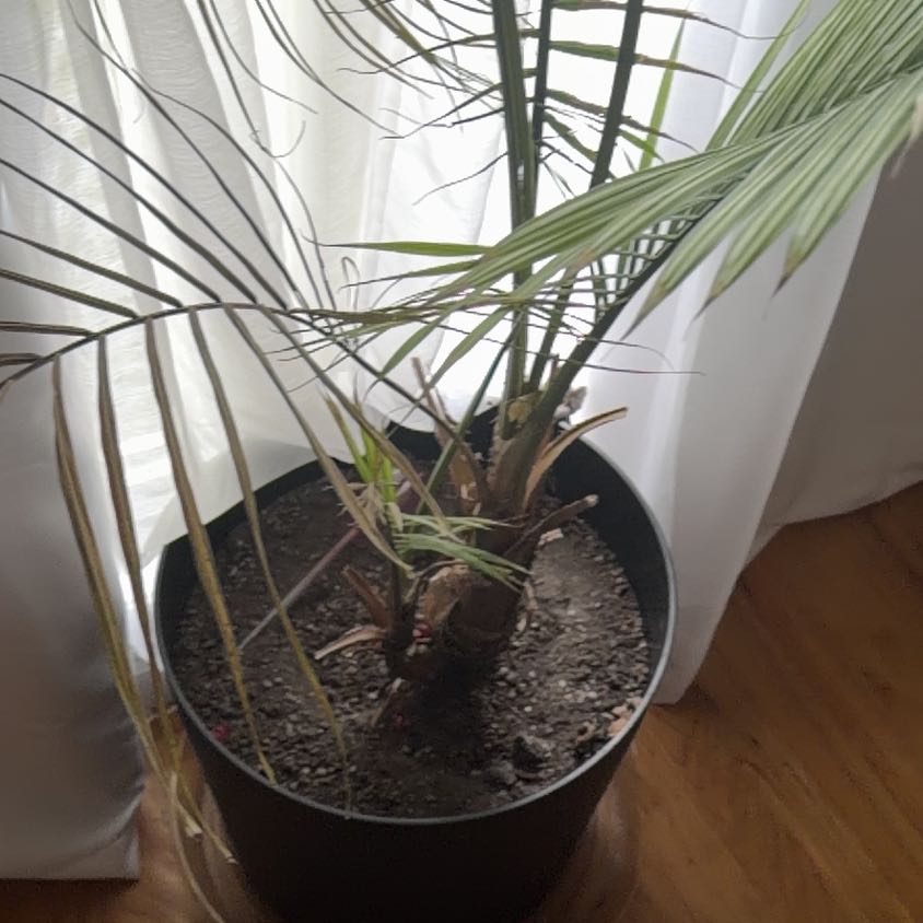 Photo of the plant species Chinese Brake by @SweetDeathcap named Gates on Greg, the plant care app