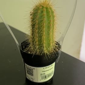 Photo of the plant species Pilosocereus odilensis by @RadCapsicum79 named Aria on Greg, the plant care app