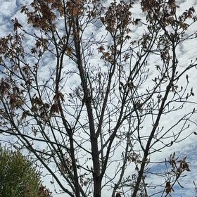 Photo of the plant species Acer 'Fall Fiesta' by @ExecDogrose6 named Lola on Greg, the plant care app
