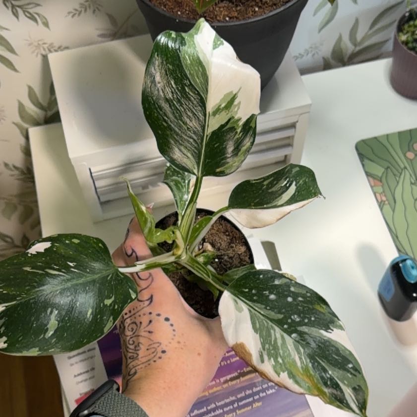 Photo of the plant species Philodendron 'White Wizard' by @ZingGrasspea7 named da Vinci on Greg, the plant care app