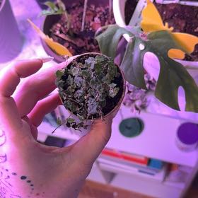 Photo of the plant species String of Frogs by @ZingGrasspea7 named Spike Leaves on Greg, the plant care app