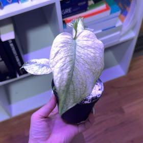 Photo of the plant species Monstera by @ZingGrasspea7 named Cleopatra on Greg, the plant care app