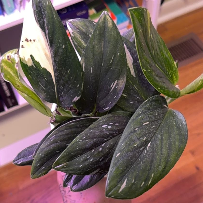 Photo of the plant species monstera standleyana by @ZingGrasspea7 named Captain Plant-it on Greg, the plant care app