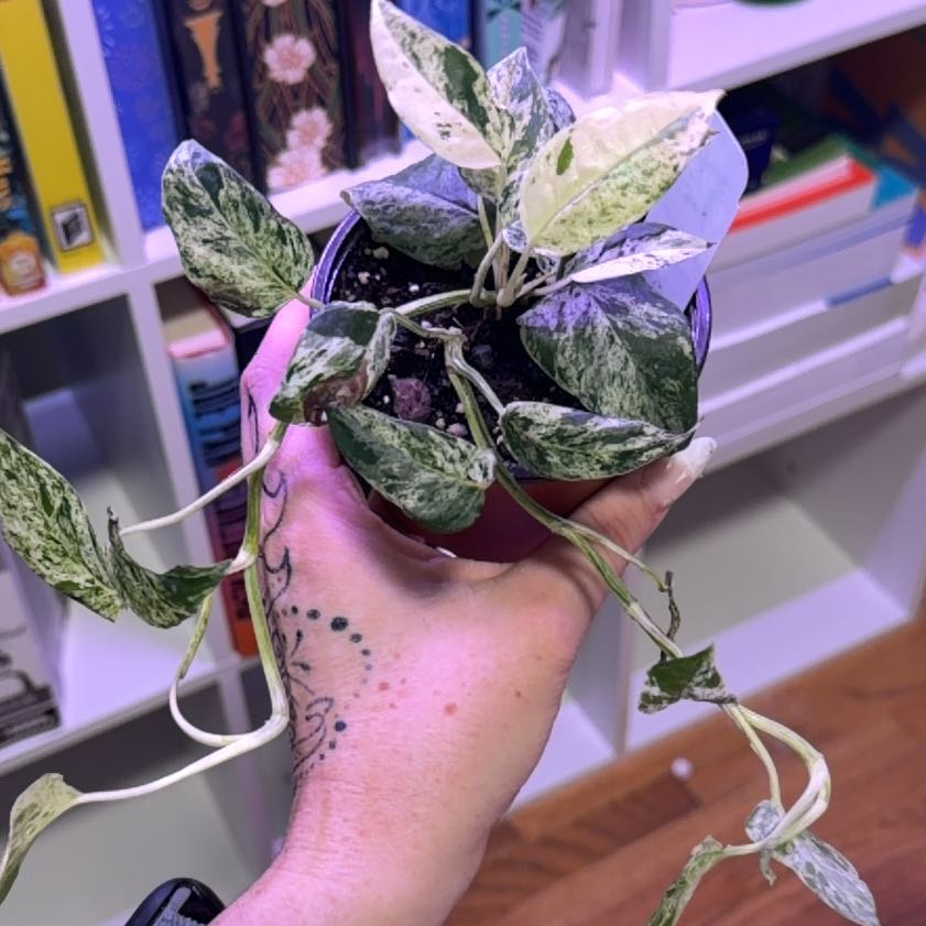 Photo of the plant species Marble Epipremnum Pinnatum by @ZingGrasspea7 named Doja Cat on Greg, the plant care app