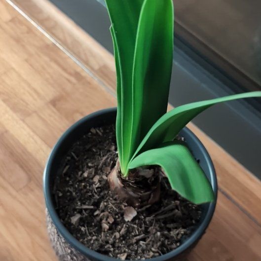 Photo of the plant species Minerva Amaryllis by @TryRimu81 named Sproutacus on Greg, the plant care app