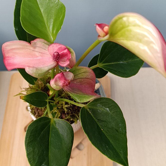 Photo of the plant species Anthurium cirano by @ZippyBetel34 named Sol on Greg, the plant care app