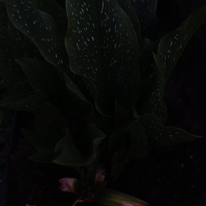 Photo of the plant species Spotted Calla Lily by @ZippyBetel34 named Rosa on Greg, the plant care app