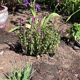 Photo of the plant species Magic Show® Purple Illusion Veronica by @KindApple40 named Gates on Greg, the plant care app