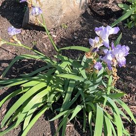Photo of the plant species Blue Flag by @KindApple40 named Austen on Greg, the plant care app
