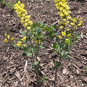 Photo of the plant species Baptisia 'Decadence Lemon Meringue' by @KindApple40 named McKinley on Greg, the plant care app