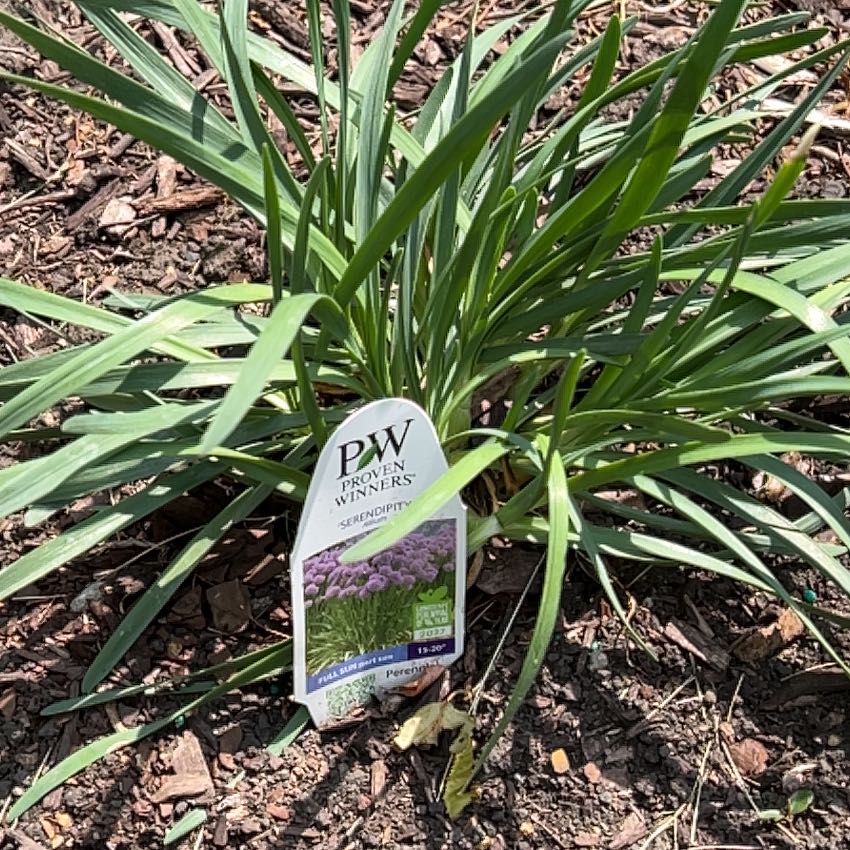 Photo of the plant species Allium 'Serendipity' by @KindApple40 named Gregarious on Greg, the plant care app