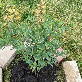 Photo of the plant species American Goldfinch Baptisia by @KindApple40 named Harmony on Greg, the plant care app