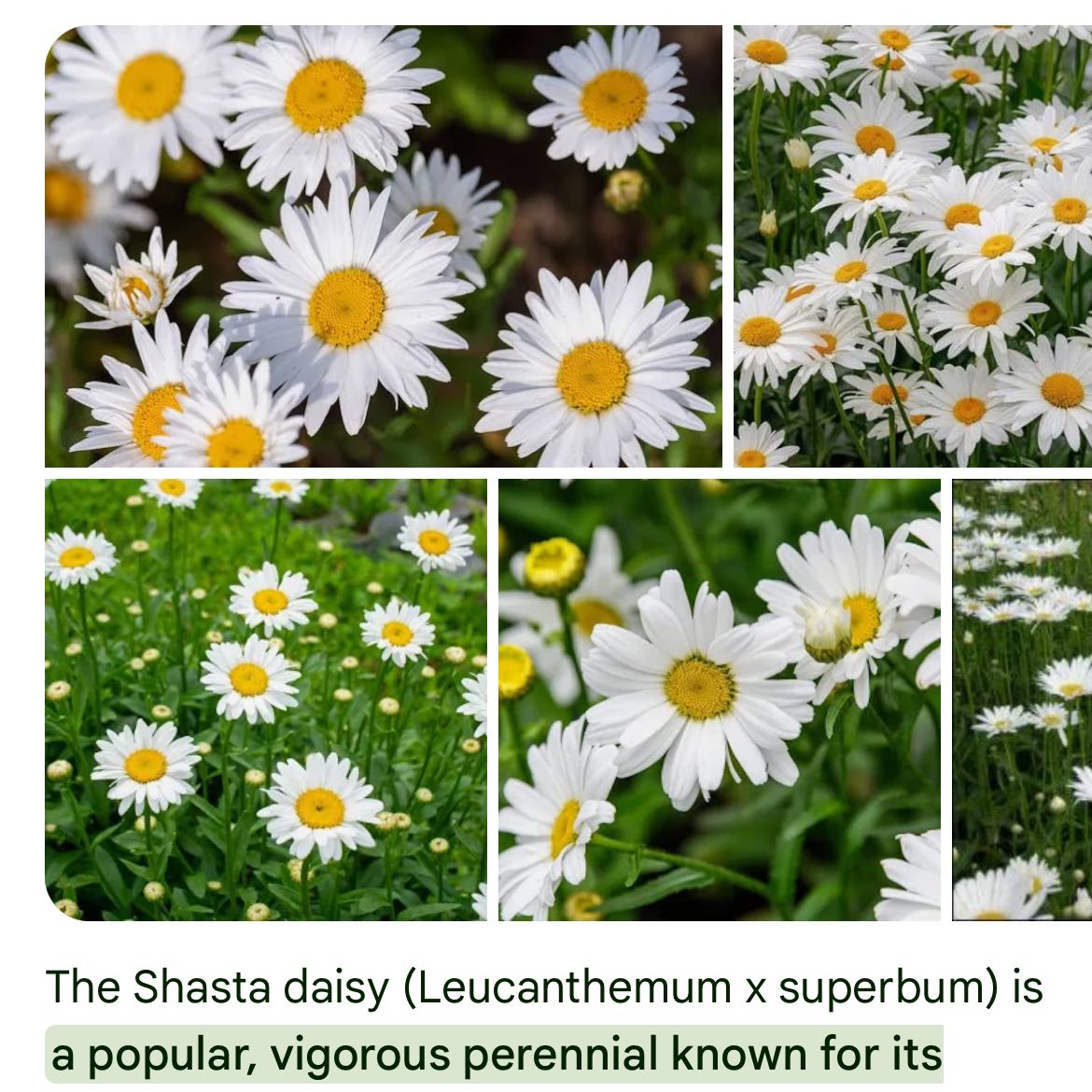 Photo of the plant species Shasta Daisy by @KindApple40 named Athena on Greg, the plant care app