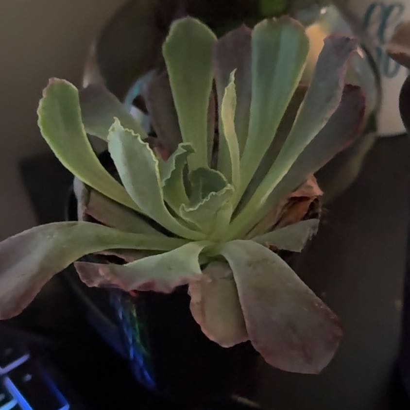Photo of the plant species Echeveria 'Neon Breakers' by @FunBlueash27 named Gobi on Greg, the plant care app