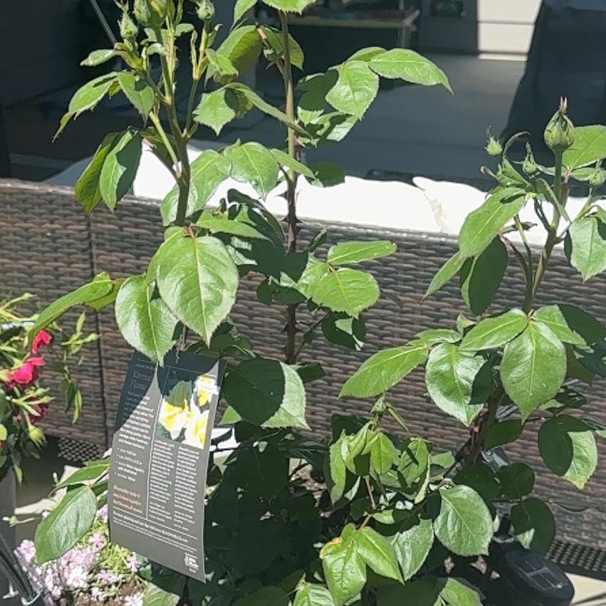 Photo of the plant species Hybrid Tea Rose by @BusyLuckycoin46 named Emerson on Greg, the plant care app