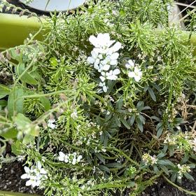Photo of the plant species Evergreen Candytuft by @Xuh named Messi on Greg, the plant care app