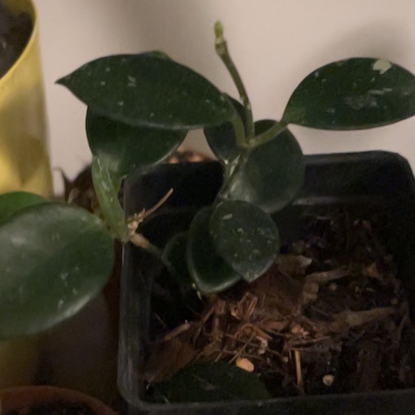 Photo of the plant species Hoya 'Mathilde Splash' by @GodlyTimeout55 named Captain Plant-it on Greg, the plant care app