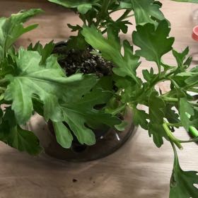 Photo of the plant species Marguerite Daisy by @GodlyTimeout55 named Zeus on Greg, the plant care app