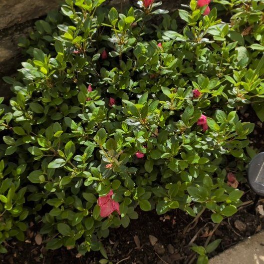 Photo of the plant species Bearberry by @LordKatsura6 named Sherlock on Greg, the plant care app