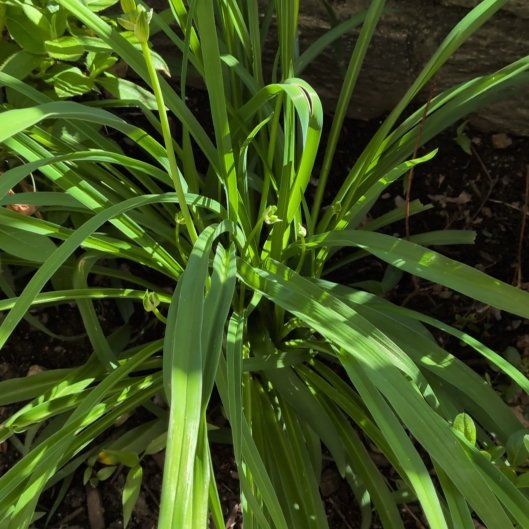 Photo of the plant species Onion Weed by @LordKatsura6 named ChloroPhil on Greg, the plant care app