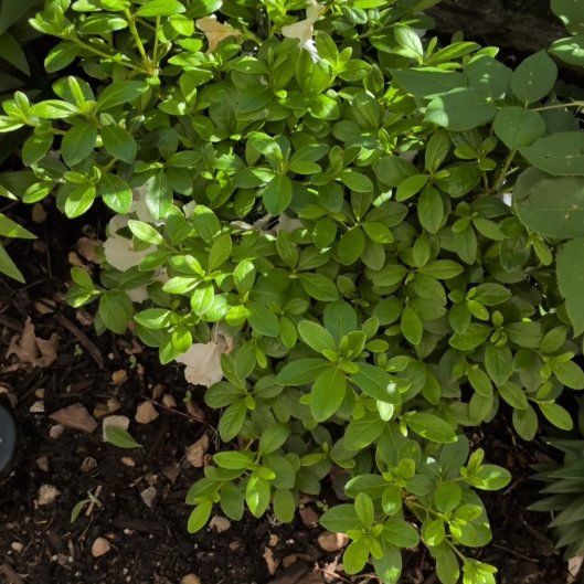 Photo of the plant species Ceylon Spinach by @LordKatsura6 named Sproutacus on Greg, the plant care app