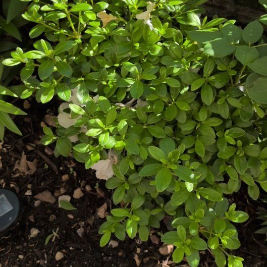 Photo of the plant species Ceylon Spinach by @LordKatsura6 named Sahara on Greg, the plant care app
