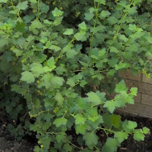 Photo of the plant species Gooseberry by @LordKatsura6 named Delilah on Greg, the plant care app