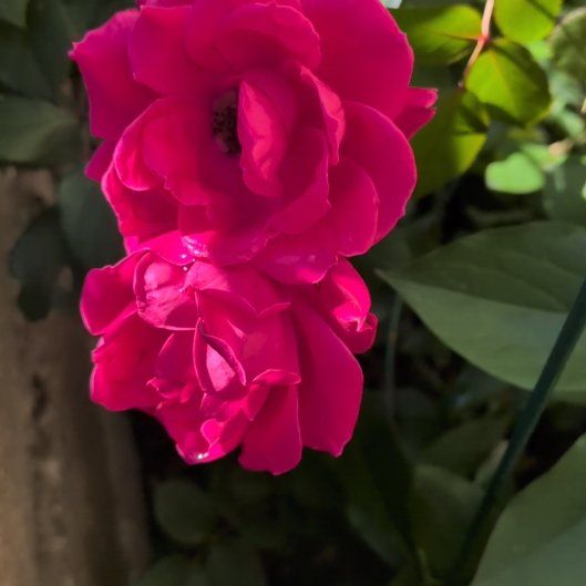 Photo of the plant species French Rose by @LordKatsura6 named Zeus on Greg, the plant care app
