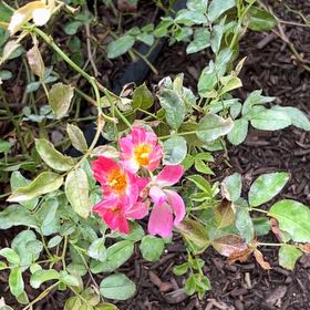 Photo of the plant species California Wildrose by @LucidPepper57 named LiloStitch on Greg, the plant care app