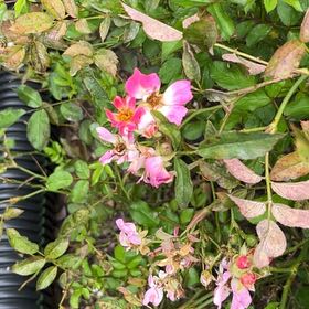 Photo of the plant species Virginian Rose by @LucidPepper57 named Dolores on Greg, the plant care app