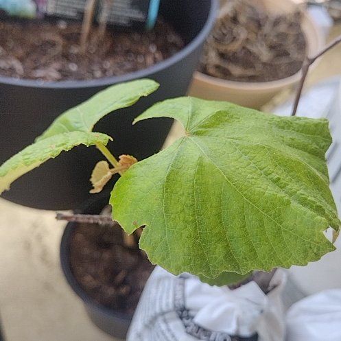 Photo of the plant species Mustang Grape by @UberOlneya86 named Hamilton on Greg, the plant care app