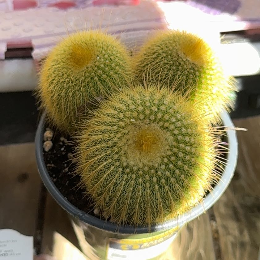 Photo of the plant species Notocactus leninghausii by @JovialNapaea87 named Bieber on Greg, the plant care app