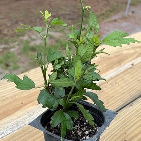 Photo of the plant species Korean Hibiscus by @SalutePigfern2 named Achilles on Greg, the plant care app