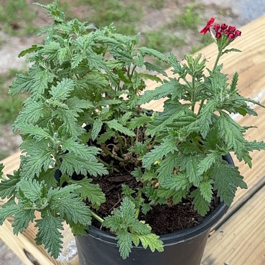 Photo of the plant species Common Verbena by @SalutePigfern2 named Treeyoncé on Greg, the plant care app