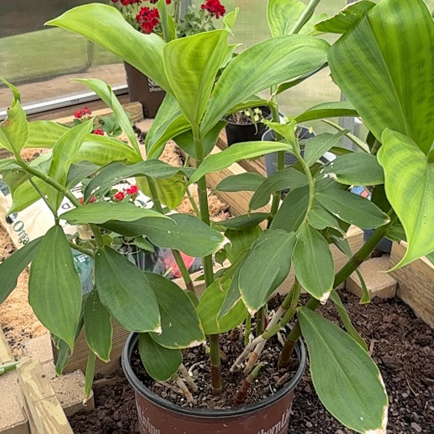 Photo of the plant species Giant Spiral Ginger by @SalutePigfern2 named Zeus on Greg, the plant care app