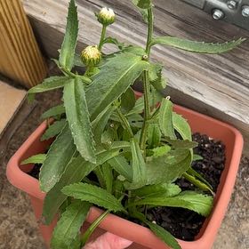 Photo of the plant species Max Chrysanthemum by @SalutePigfern2 named Aria on Greg, the plant care app