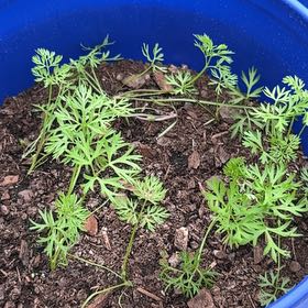 Photo of the plant species Wild Carrot by @SalutePigfern2 named Mollie on Greg, the plant care app