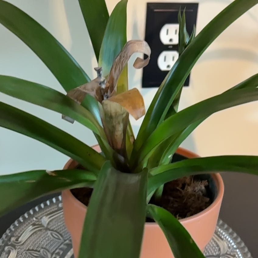 Photo of the plant species Bromeliad by @AceCornbind53 named Spike Leaves on Greg, the plant care app