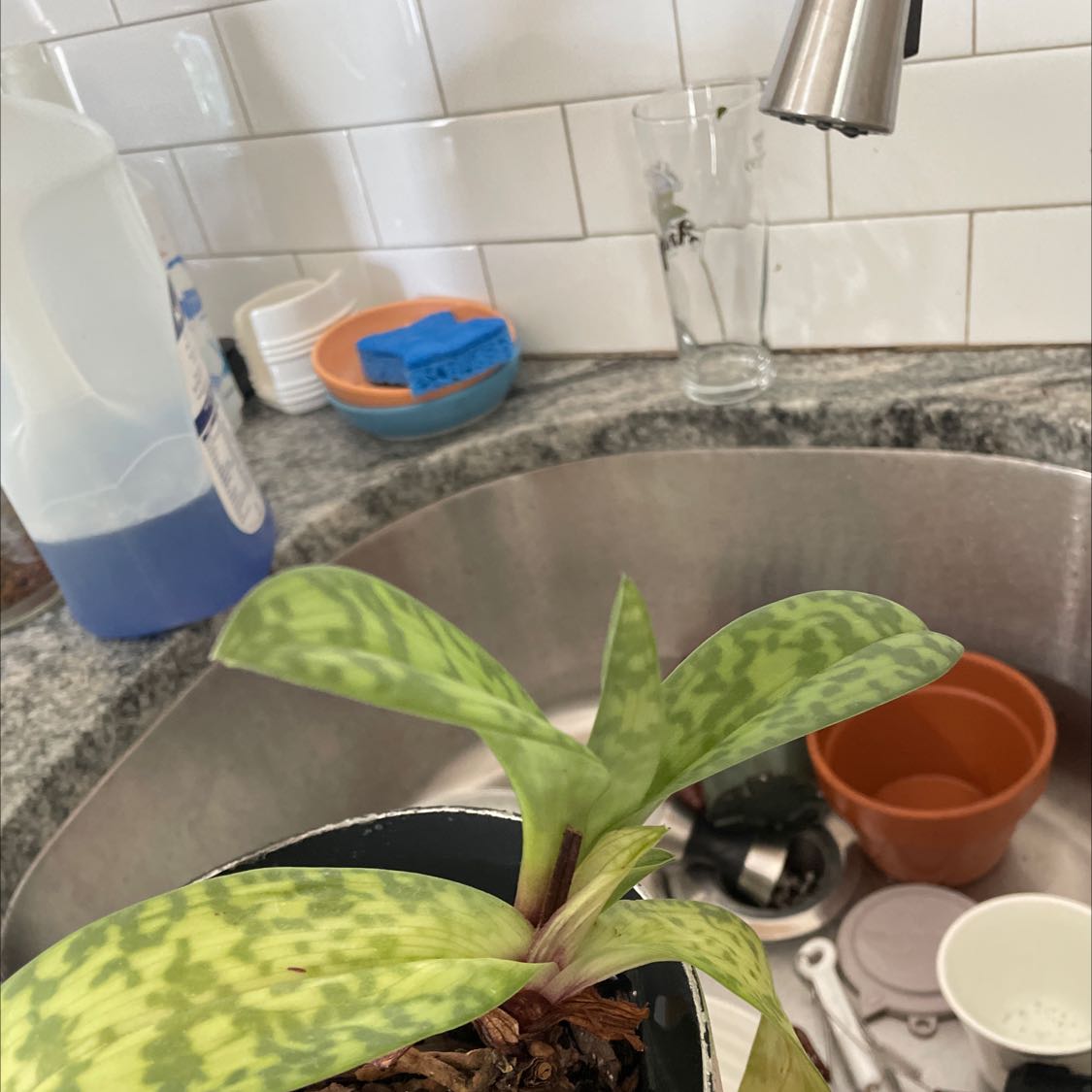 Photo of the plant species Venus Slipper by Sam named Your plant on Greg, the plant care app