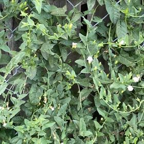 Photo of the plant species Corn Bind by @PoshCurrytree42 named Terra on Greg, the plant care app