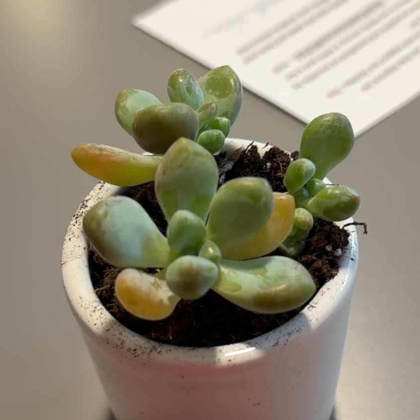 Photo of the plant species Graptosedum 'Blue Giant' by @FruitfulGerbera named Sonora on Greg, the plant care app