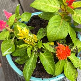 Photo of the plant species Celosia by @FruitfulGerbera named Gaga on Greg, the plant care app