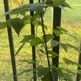 Photo of the plant species Lima Bean by @NewGuapilla8 named Coco on Greg, the plant care app