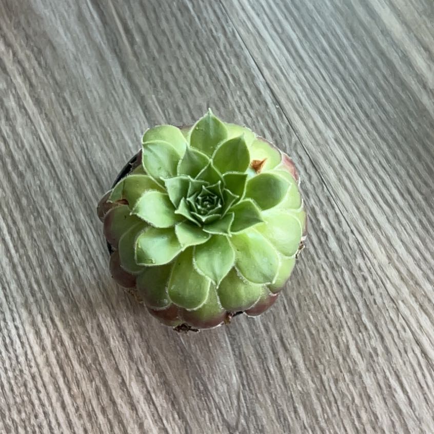 Photo of the plant species Asst Succulent by @SubtleTipa51 named Harry on Greg, the plant care app