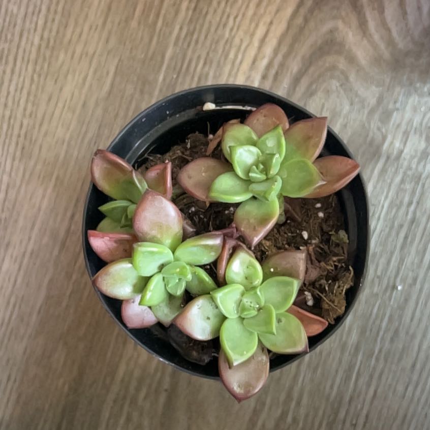 Photo of the plant species Graptosedum 'Vera Higgins' by @SubtleTipa51 named Harper on Greg, the plant care app