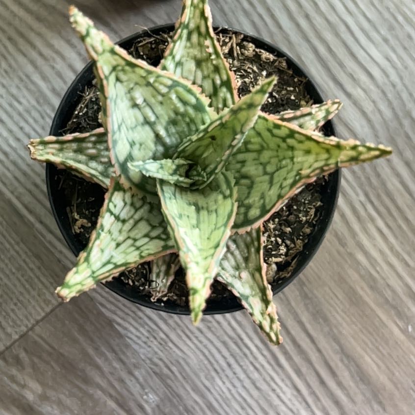 Photo of the plant species Aloe 'Lavender Frost' by @SubtleTipa51 named Demi on Greg, the plant care app