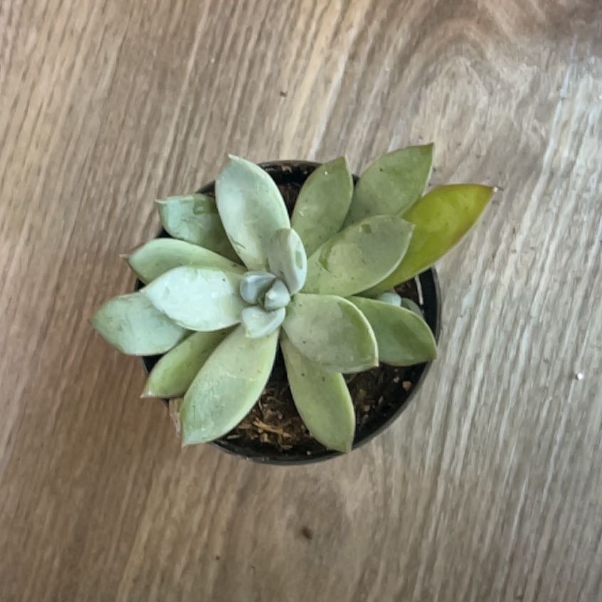 Photo of the plant species Pachyveria 'Blue Quartz' by @SubtleTipa51 named Mollie on Greg, the plant care app